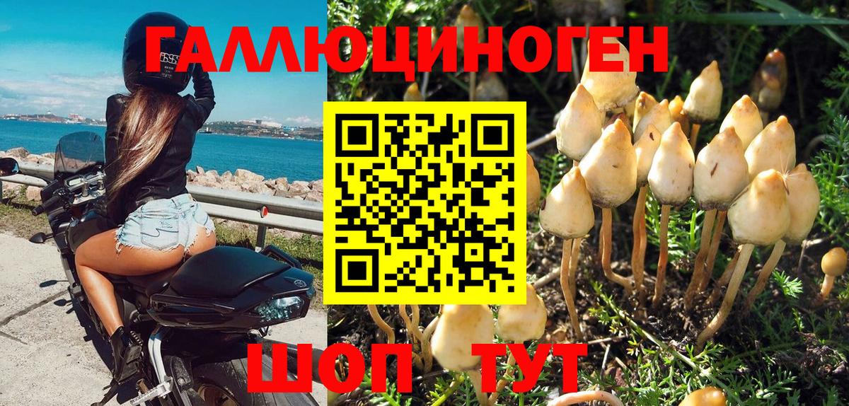 Псилоцибиновые грибы GOLDEN TEACHER Кисловодск